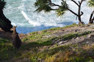 North Stradbroke Island