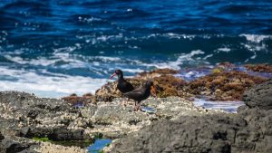 South Stradbroke bird watching