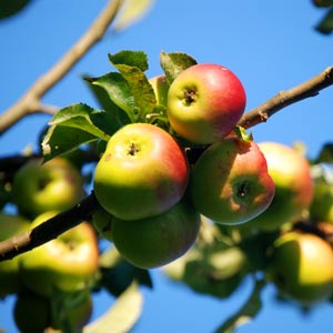 huon valley apple huon valley apple