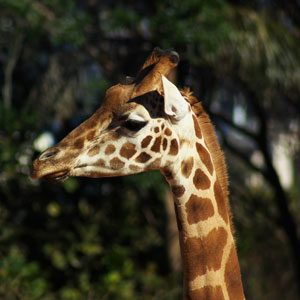 giraffe dubbo