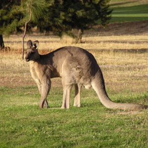 charleville qld charleville qld