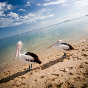 monkey mia pelicans monkey mia pelicans