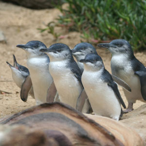 phillip island phillip island