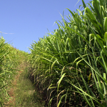 sugarcane sugarcane